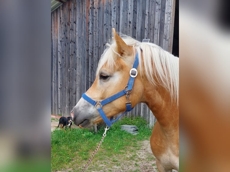 Haflinger Stute 2 Jahre 146 cm Fuchs in Pfaffenhofen an der Ilm