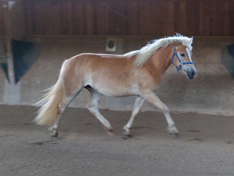 Haflinger Stute 2 Jahre 146 cm Fuchs in Pfaffenhofen an der Ilm