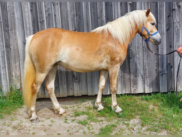 Haflinger Stute 2 Jahre 146 cm Fuchs in Pfaffenhofen an der Ilm