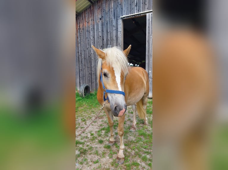 Haflinger Stute 2 Jahre 146 cm Fuchs in Pfaffenhofen an der Ilm