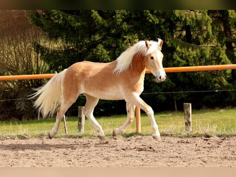 Haflinger Stute 2 Jahre 146 cm Fuchs in Meckenbach