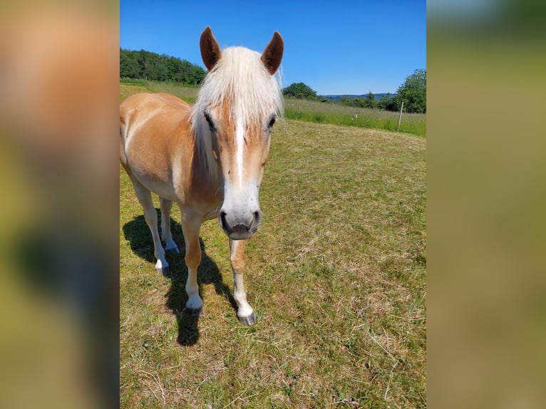 Haflinger Stute 2 Jahre 146 cm Fuchs in Meckenbach