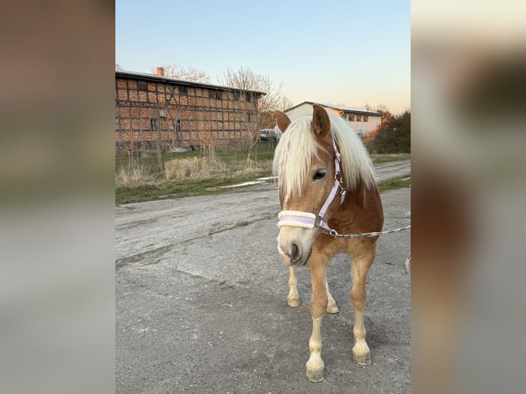 Haflinger Stute 2 Jahre 147 cm Fuchs in Züssow