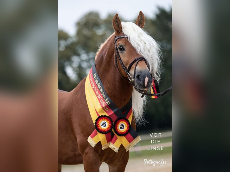 Haflinger Stute 2 Jahre 147 cm Fuchs in Züssow