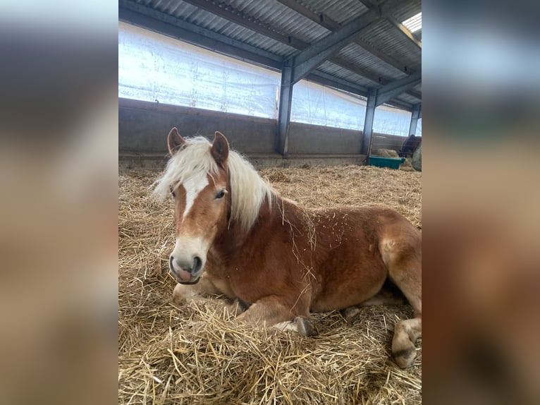 Haflinger Stute 2 Jahre 147 cm Fuchs in Züssow