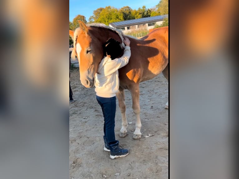 Haflinger Stute 2 Jahre 147 cm Fuchs in Züssow