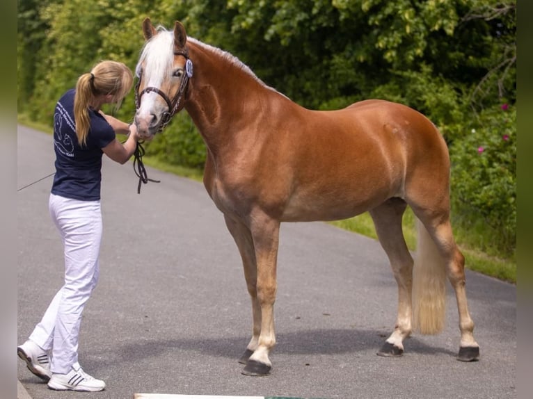 Haflinger Stute 2 Jahre 147 cm Fuchs in Züssow