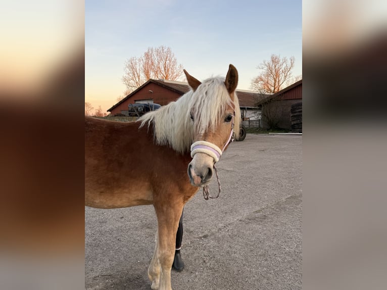 Haflinger Stute 2 Jahre 147 cm Fuchs in Züssow
