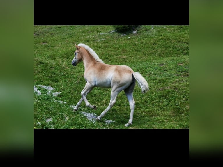 Haflinger Stute 2 Jahre 147 cm Fuchs in Otting