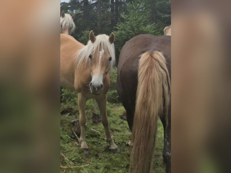 Haflinger Stute 2 Jahre 147 cm Fuchs in Otting