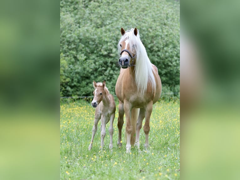 Haflinger Stute 2 Jahre 148 cm in Friedewald