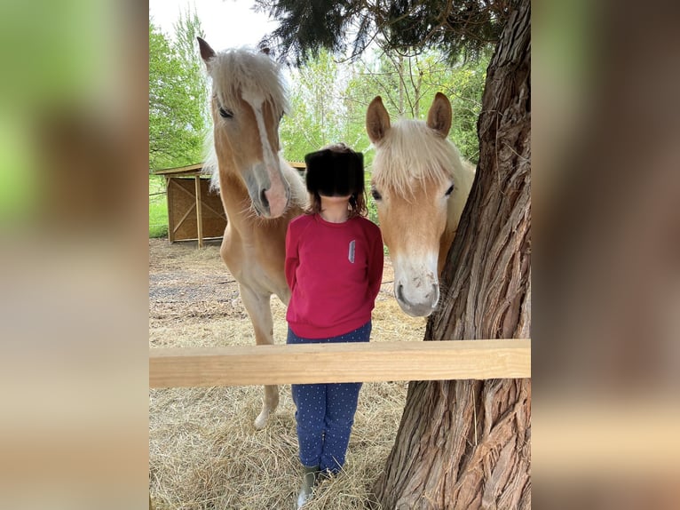 Haflinger Stute 2 Jahre 148 cm Fuchs in Bad Friedrichshall