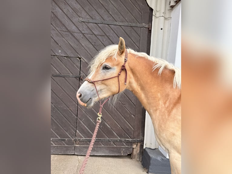 Haflinger Stute 2 Jahre 148 cm Fuchs in Altenkirchen