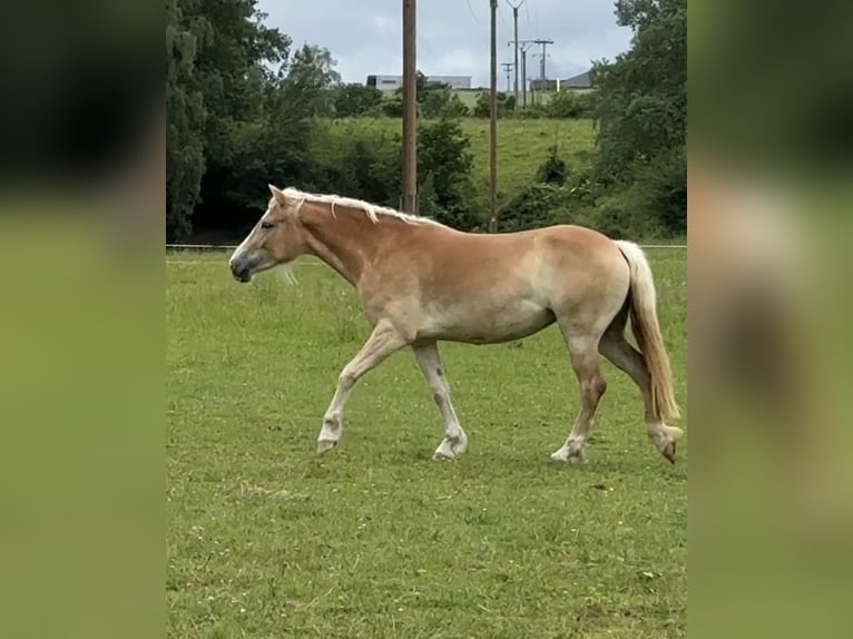 Haflinger Stute 2 Jahre 148 cm Fuchs in Altenkirchen