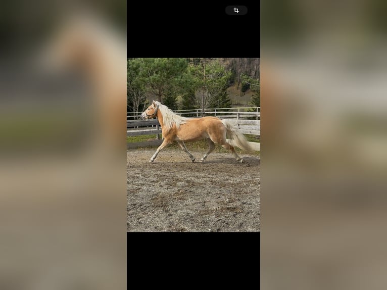 Haflinger Stute 2 Jahre 148 cm Fuchs in Rauris