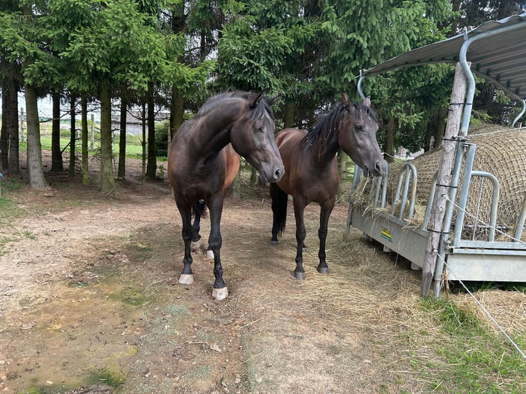 Haflinger Mix Stute 2 Jahre 150 cm Dunkelbrauner in Waldkirchen