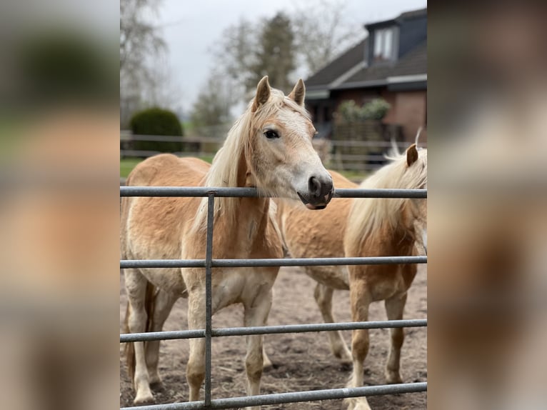 Haflinger Stute 2 Jahre 150 cm Fuchs in Seedorf