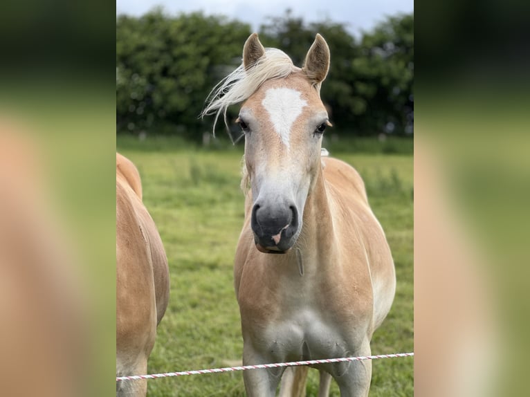Haflinger Stute 2 Jahre 150 cm Fuchs in Seedorf