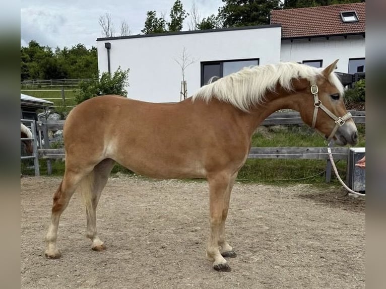 Haflinger Stute 2 Jahre 150 cm Fuchs in Sieggraben