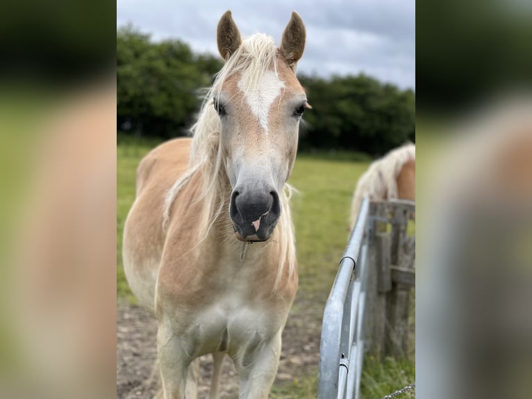 Haflinger Stute 2 Jahre 150 cm Fuchs in Seedorf