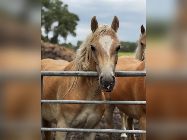 Haflinger Stute 2 Jahre 150 cm Fuchs in Seedorf