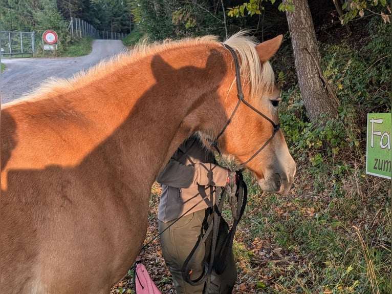 Haflinger Stute 2 Jahre 151 cm Fuchs in Velden
