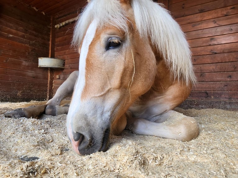 Haflinger Stute 2 Jahre 151 cm Fuchs in Velden