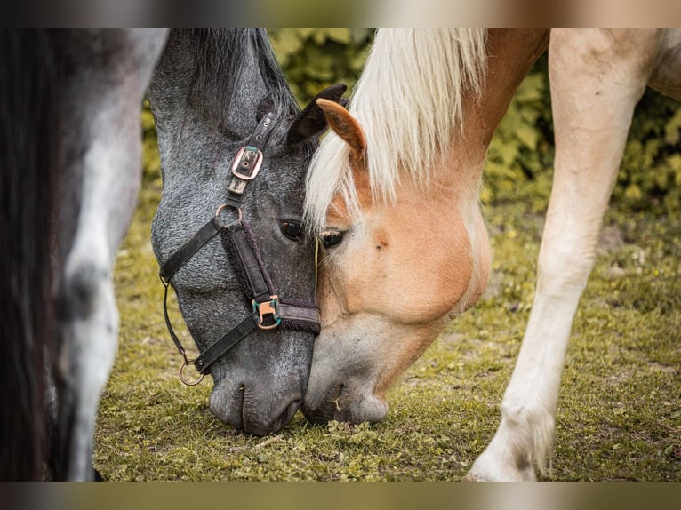 Haflinger Stute 2 Jahre 151 cm Fuchs in Velden