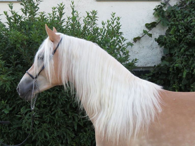 Haflinger Stute 2 Jahre 151 cm Fuchs in Schrozberg