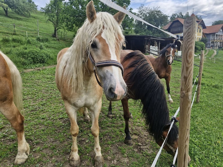 Haflinger Stute 2 Jahre 152 cm Fuchs in Vasoldsberg