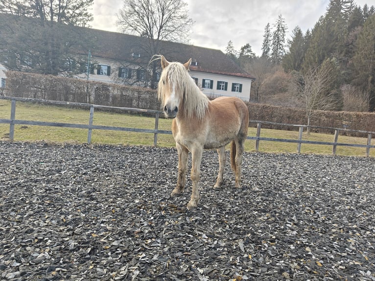 Haflinger Stute 2 Jahre 152 cm in Ligist