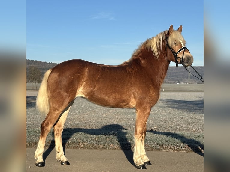 Haflinger Stute 2 Jahre 154 cm Fuchs in Riedlingen