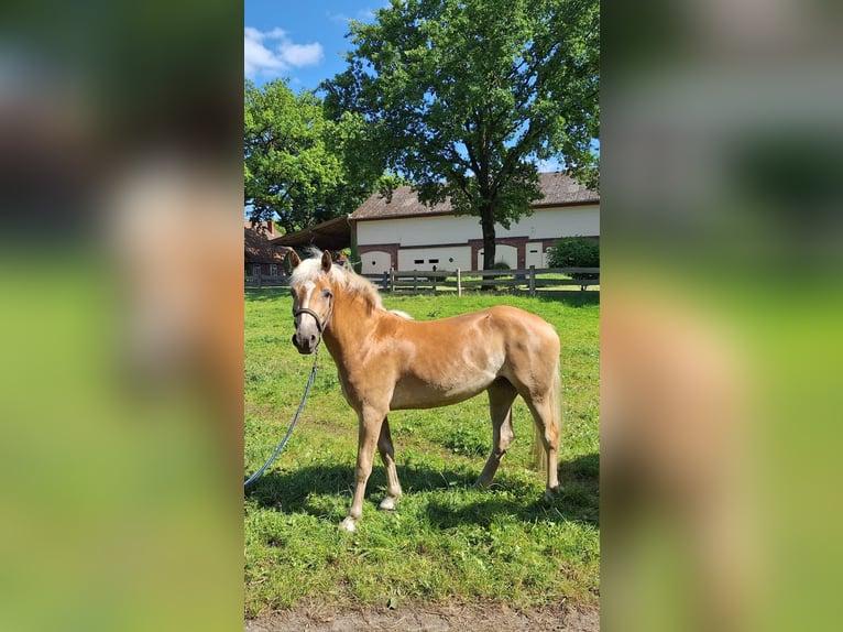 Haflinger Stute 2 Jahre 155 cm Fuchs in Ahnsbeck