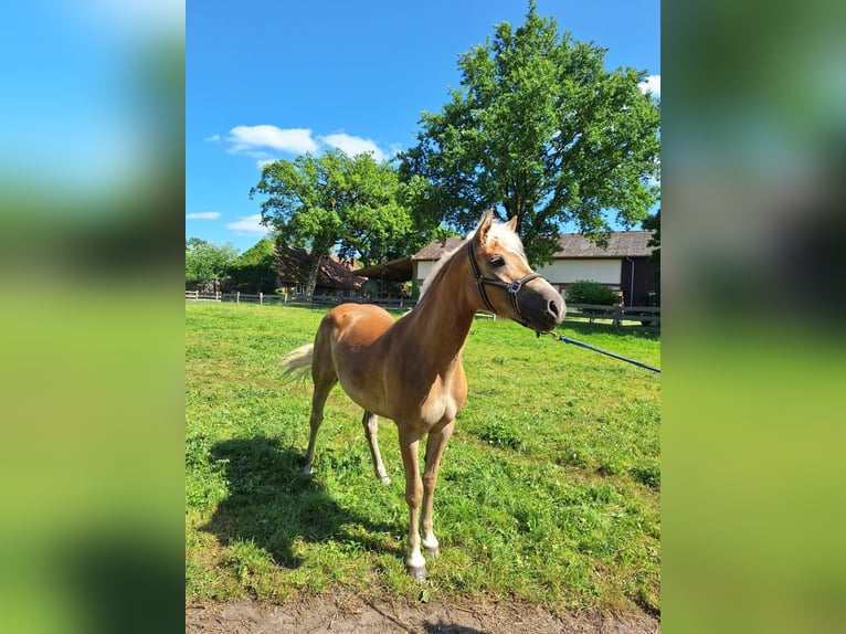 Haflinger Stute 2 Jahre 155 cm Fuchs in Ahnsbeck