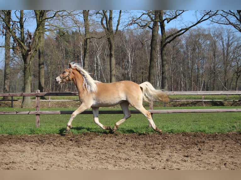 Haflinger Stute 2 Jahre 160 cm Fuchs in Winterswijk Woold