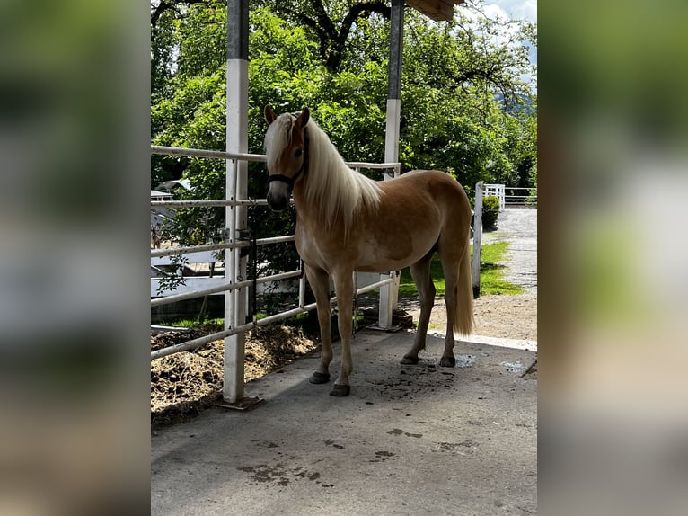 Haflinger Stute 2 Jahre  in Teisendorf