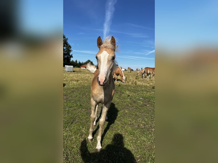 Haflinger Stute 2 Jahre Fuchs in Seedorf