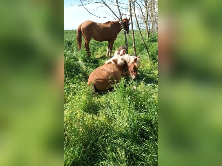 Haflinger Mix Stute 2 Jahre Fuchs in Сираково / Sirakovo