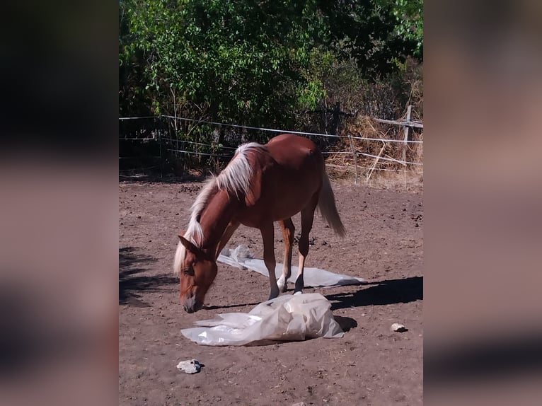 Haflinger Mix Stute 2 Jahre Fuchs in Сираково / Sirakovo