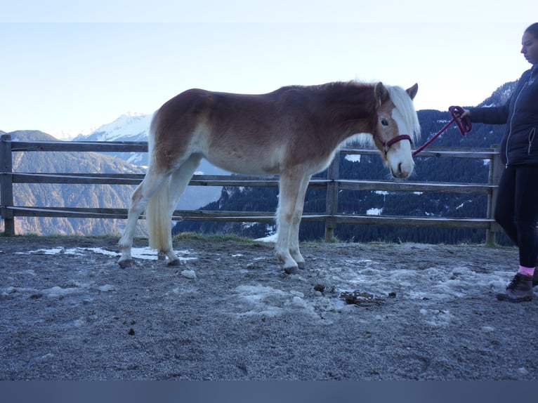 Haflinger Stute 2 Jahre Fuchs in Hippach-Schwendberg