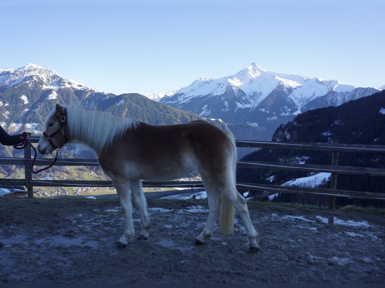 Haflinger Stute 2 Jahre Fuchs in Hippach-Schwendberg