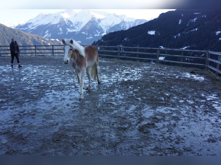 Haflinger Stute 2 Jahre Fuchs in Hippach-Schwendberg