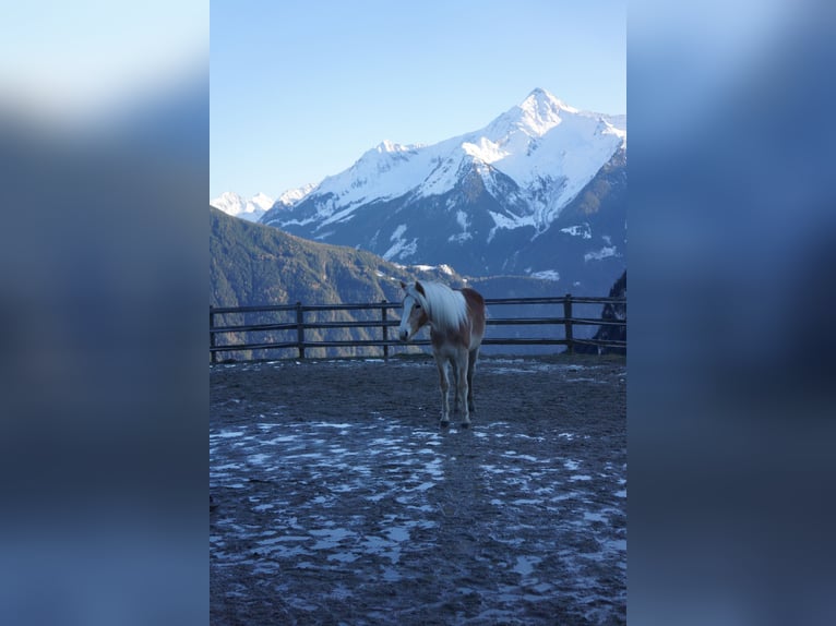 Haflinger Stute 2 Jahre Fuchs in Hippach-Schwendberg