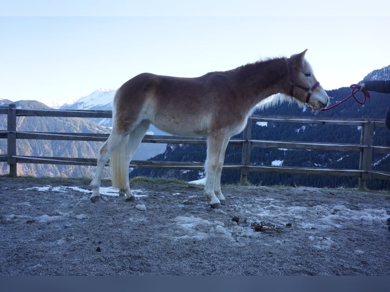 Haflinger Stute 2 Jahre Fuchs in Hippach-Schwendberg