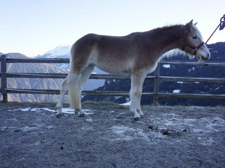 Haflinger Stute 2 Jahre Fuchs in Hippach-Schwendberg
