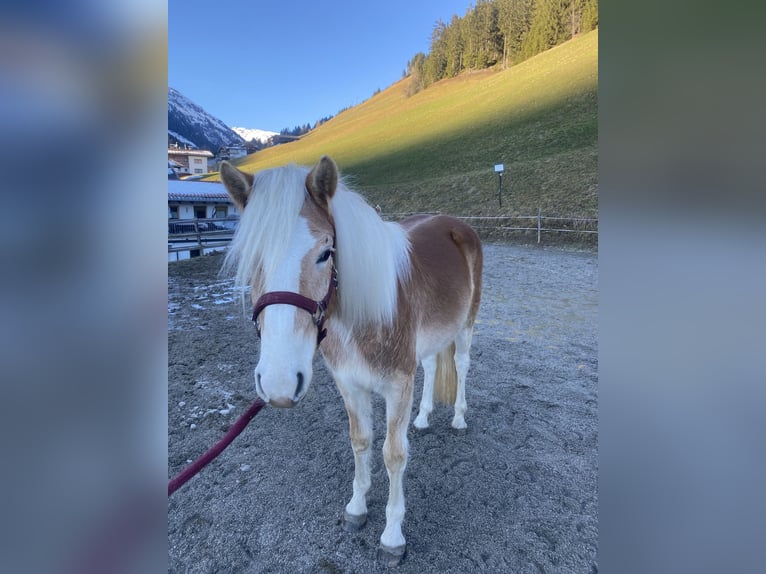 Haflinger Stute 2 Jahre Fuchs in Hippach-Schwendberg