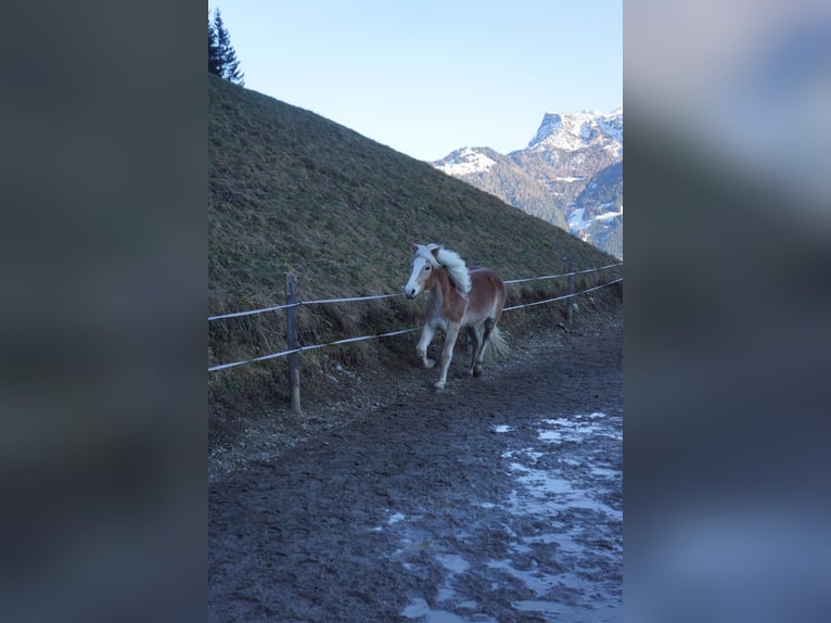 Haflinger Stute 2 Jahre Fuchs in Hippach-Schwendberg