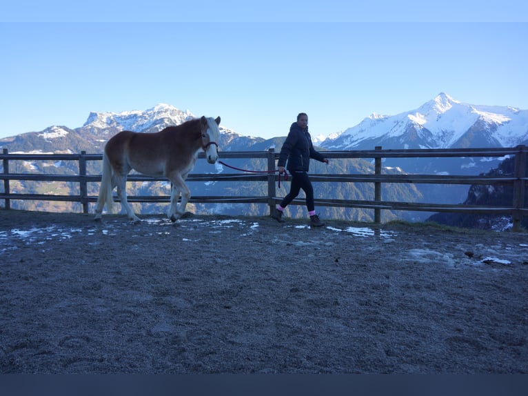 Haflinger Stute 2 Jahre Fuchs in Hippach-Schwendberg
