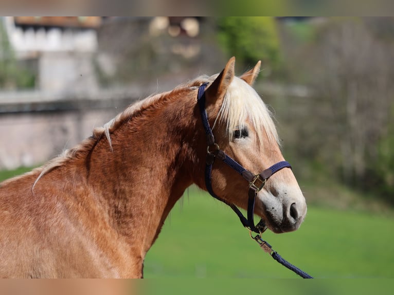 Haflinger Stute 2 Jahre  in Hafling