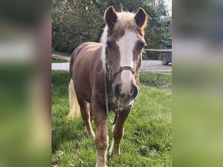 Haflinger Stute 33 Jahre 135 cm Dunkelfuchs in Strullendorf